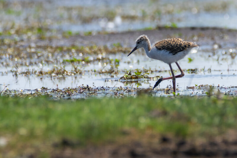 Poussin d’Échasse blanche
